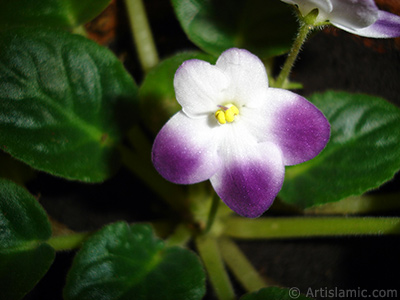 Mor ve beyaz renkli Afrika Menekesi resmi. <i>(Ailesi: Gesneriaceae, Tr: Saintpaulia ionantha)</i> <br>ekim Tarihi: Ocak 2011, Yer: stanbul-Annemin iekleri, Fotoraf: islamiSanat.net