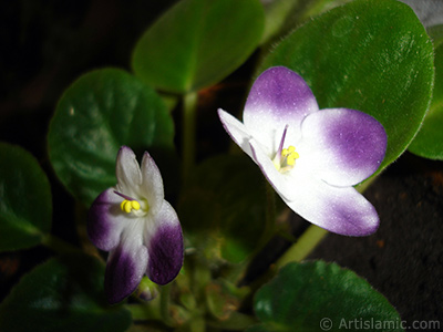 Mor ve beyaz renkli Afrika Menekesi resmi. <i>(Ailesi: Gesneriaceae, Tr: Saintpaulia ionantha)</i> <br>ekim Tarihi: Ocak 2011, Yer: stanbul-Annemin iekleri, Fotoraf: islamiSanat.net