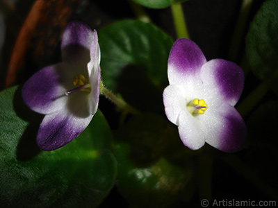 Mor ve beyaz renkli Afrika Menekesi resmi. <i>(Ailesi: Gesneriaceae, Tr: Saintpaulia ionantha)</i> <br>ekim Tarihi: Ocak 2011, Yer: stanbul-Annemin iekleri, Fotoraf: islamiSanat.net