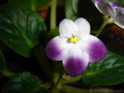 Mor ve beyaz renkli Afrika Menekesi resmi. <i>(Ailesi: Gesneriaceae, Tr: Saintpaulia ionantha)</i> <br>ekim Tarihi: Ocak 2011, Yer: stanbul-Annemin iekleri, Fotoraf: islamiSanat.net