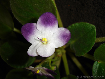 Mor ve beyaz renkli Afrika Menekesi resmi. <i>(Ailesi: Gesneriaceae, Tr: Saintpaulia ionantha)</i> <br>ekim Tarihi: Ocak 2011, Yer: stanbul-Annemin iekleri, Fotoraf: islamiSanat.net