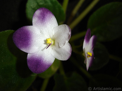 Mor ve beyaz renkli Afrika Menekesi resmi. <i>(Ailesi: Gesneriaceae, Tr: Saintpaulia ionantha)</i> <br>ekim Tarihi: Ocak 2011, Yer: stanbul-Annemin iekleri, Fotoraf: islamiSanat.net