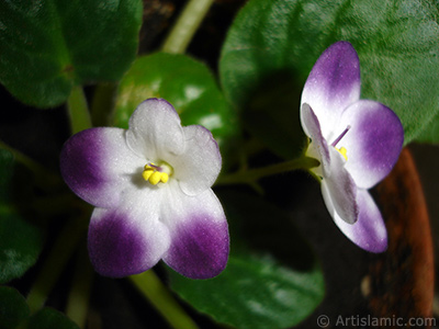 Mor ve beyaz renkli Afrika Menekesi resmi. <i>(Ailesi: Gesneriaceae, Tr: Saintpaulia ionantha)</i> <br>ekim Tarihi: Ocak 2011, Yer: stanbul-Annemin iekleri, Fotoraf: islamiSanat.net