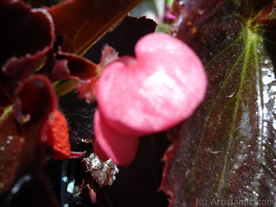 Pembe iekli, kahverengi yaprakl yalnkat aan Begonya iei resmi. <i>(Ailesi: Begoniaceae, Tr: Begonia Semperflorens)</i> <br>ekim Tarihi: Mays 2005, Yer: stanbul-Annemin iekleri, Fotoraf: islamiSanat.net