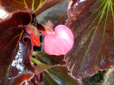 Pembe iekli, kahverengi yaprakl yalnkat aan Begonya iei resmi. <i>(Ailesi: Begoniaceae, Tr: Begonia Semperflorens)</i> <br>ekim Tarihi: Mays 2005, Yer: stanbul-Annemin iekleri, Fotoraf: islamiSanat.net