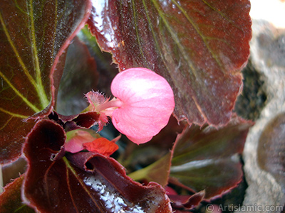 Pembe iekli, kahverengi yaprakl yalnkat aan Begonya iei resmi. <i>(Ailesi: Begoniaceae, Tr: Begonia Semperflorens)</i> <br>ekim Tarihi: Mays 2005, Yer: stanbul-Annemin iekleri, Fotoraf: islamiSanat.net