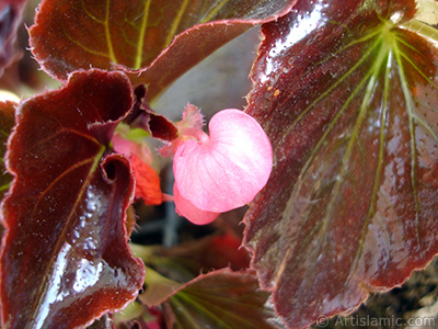 Pembe iekli, kahverengi yaprakl yalnkat aan Begonya iei resmi. <i>(Ailesi: Begoniaceae, Tr: Begonia Semperflorens)</i> <br>ekim Tarihi: Mays 2005, Yer: stanbul-Annemin iekleri, Fotoraf: islamiSanat.net