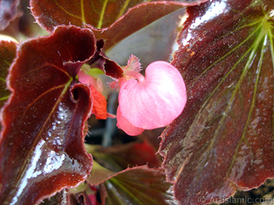 Pembe iekli, kahverengi yaprakl yalnkat aan Begonya iei resmi. <i>(Ailesi: Begoniaceae, Tr: Begonia Semperflorens)</i> <br>ekim Tarihi: Mays 2005, Yer: stanbul-Annemin iekleri, Fotoraf: islamiSanat.net