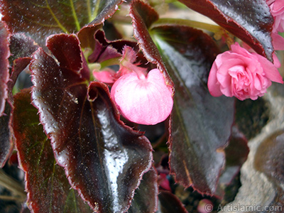 Pembe iekli, kahverengi yaprakl yalnkat aan Begonya iei resmi. <i>(Ailesi: Begoniaceae, Tr: Begonia Semperflorens)</i> <br>ekim Tarihi: Mays 2005, Yer: stanbul-Annemin iekleri, Fotoraf: islamiSanat.net