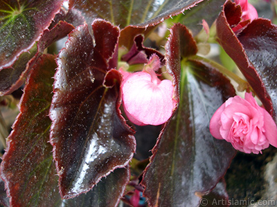 Pembe iekli, kahverengi yaprakl yalnkat aan Begonya iei resmi. <i>(Ailesi: Begoniaceae, Tr: Begonia Semperflorens)</i> <br>ekim Tarihi: Mays 2005, Yer: stanbul-Annemin iekleri, Fotoraf: islamiSanat.net