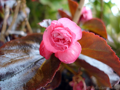 Pembe iekli, kahverengi yaprakl yalnkat aan Begonya iei resmi. <i>(Ailesi: Begoniaceae, Tr: Begonia Semperflorens)</i> <br>ekim Tarihi: Mays 2005, Yer: stanbul-Annemin iekleri, Fotoraf: islamiSanat.net