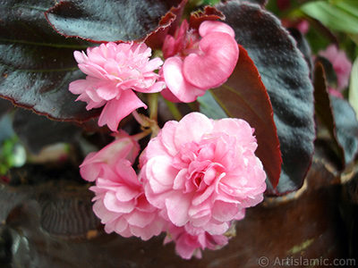 Wax Begonia -Bedding Begonia- with pink flowers and brown leaves. <i>(Family: Begoniaceae, Species: Begonia Semperflorens)</i> <br>Photo Date: June 2005, Location: Turkey/Istanbul-Mother`s Flowers, By: Artislamic.com