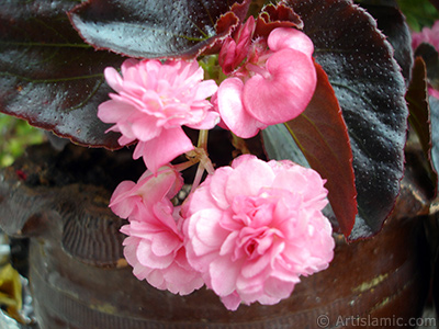 Wax Begonia -Bedding Begonia- with pink flowers and brown leaves. <i>(Family: Begoniaceae, Species: Begonia Semperflorens)</i> <br>Photo Date: June 2005, Location: Turkey/Istanbul-Mother`s Flowers, By: Artislamic.com