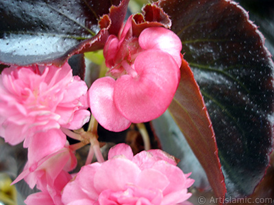 Wax Begonia -Bedding Begonia- with pink flowers and brown leaves. <i>(Family: Begoniaceae, Species: Begonia Semperflorens)</i> <br>Photo Date: June 2005, Location: Turkey/Istanbul-Mother`s Flowers, By: Artislamic.com