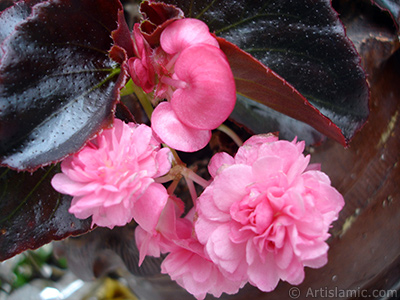 Pembe iekli, kahverengi yaprakl yalnkat aan Begonya iei resmi. <i>(Ailesi: Begoniaceae, Tr: Begonia Semperflorens)</i> <br>ekim Tarihi: Haziran 2005, Yer: stanbul-Annemin iekleri, Fotoraf: islamiSanat.net