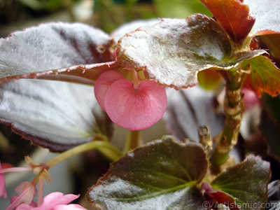 Pembe iekli, kahverengi yaprakl yalnkat aan Begonya iei resmi. <i>(Ailesi: Begoniaceae, Tr: Begonia Semperflorens)</i> <br>ekim Tarihi: Haziran 2005, Yer: stanbul-Annemin iekleri, Fotoraf: islamiSanat.net