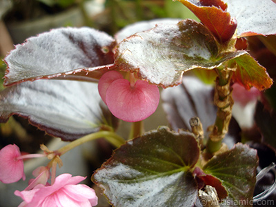 Pembe iekli, kahverengi yaprakl yalnkat aan Begonya iei resmi. <i>(Ailesi: Begoniaceae, Tr: Begonia Semperflorens)</i> <br>ekim Tarihi: Haziran 2005, Yer: stanbul-Annemin iekleri, Fotoraf: islamiSanat.net