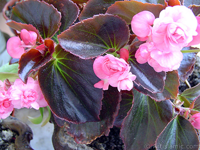 Pembe iekli, kahverengi yaprakl yalnkat aan Begonya iei resmi. <i>(Ailesi: Begoniaceae, Tr: Begonia Semperflorens)</i> <br>ekim Tarihi: Haziran 2005, Yer: stanbul-Annemin iekleri, Fotoraf: islamiSanat.net