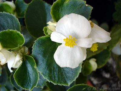 Beyaz iekli, yeil yaprakl yalnkat aan Begonya iei resmi. <i>(Ailesi: Begoniaceae, Tr: Begonia Semperflorens)</i> <br>ekim Tarihi: Austos 2005, Yer: stanbul-Annemin iekleri, Fotoraf: islamiSanat.net