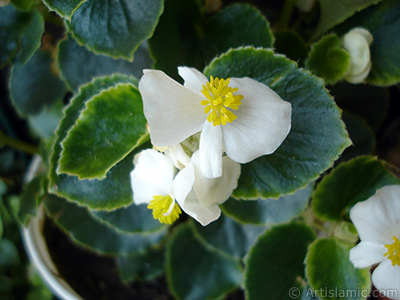 Beyaz iekli, yeil yaprakl yalnkat aan Begonya iei resmi. <i>(Ailesi: Begoniaceae, Tr: Begonia Semperflorens)</i> <br>ekim Tarihi: Austos 2005, Yer: stanbul-Annemin iekleri, Fotoraf: islamiSanat.net