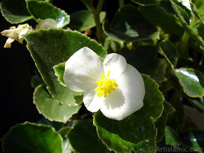 Beyaz iekli, yeil yaprakl yalnkat aan Begonya iei resmi. <i>(Ailesi: Begoniaceae, Tr: Begonia Semperflorens)</i> <br>ekim Tarihi: Austos 2005, Yer: stanbul-Annemin iekleri, Fotoraf: islamiSanat.net