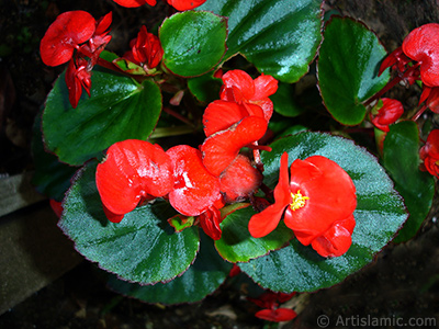 Krmz iekli, yeil yaprakl yalnkat aan Begonya iei resmi. <i>(Ailesi: Begoniaceae, Tr: Begonia Semperflorens)</i> <br>ekim Tarihi: Temmuz 2005, Yer: Trabzon, Fotoraf: islamiSanat.net