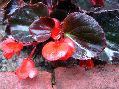 Krmz iekli, kahverengi yaprakl yalnkat aan Begonya iei resmi. <i>(Ailesi: Begoniaceae, Tr: Begonia Semperflorens)</i> <br>ekim Tarihi: Temmuz 2005, Yer: Trabzon, Fotoraf: islamiSanat.net