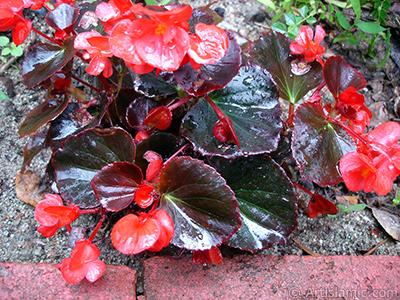 Krmz iekli, kahverengi yaprakl yalnkat aan Begonya iei resmi. <i>(Ailesi: Begoniaceae, Tr: Begonia Semperflorens)</i> <br>ekim Tarihi: Temmuz 2005, Yer: Trabzon, Fotoraf: islamiSanat.net