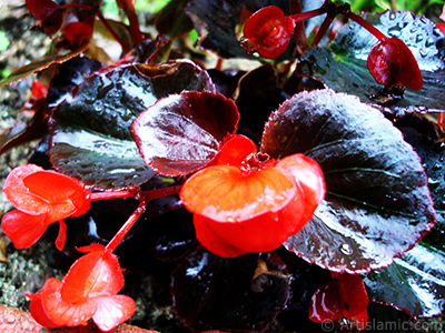 Wax Begonia -Bedding Begonia- with red flowers and brown leaves. <i>(Family: Begoniaceae, Species: Begonia Semperflorens)</i> <br>Photo Date: July 2005, Location: Turkey/Trabzon, By: Artislamic.com