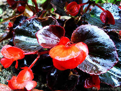 Krmz iekli, kahverengi yaprakl yalnkat aan Begonya iei resmi. <i>(Ailesi: Begoniaceae, Tr: Begonia Semperflorens)</i> <br>ekim Tarihi: Temmuz 2005, Yer: Trabzon, Fotoraf: islamiSanat.net