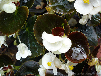 Beyaz iekli, kahverengi yaprakl yalnkat aan Begonya iei resmi. <i>(Ailesi: Begoniaceae, Tr: Begonia Semperflorens)</i> <br>ekim Tarihi: Temmuz 2005, Yer: Trabzon, Fotoraf: islamiSanat.net