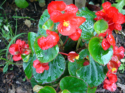 Krmz iekli, yeil yaprakl yalnkat aan Begonya iei resmi. <i>(Ailesi: Begoniaceae, Tr: Begonia Semperflorens)</i> <br>ekim Tarihi: Temmuz 2005, Yer: Trabzon, Fotoraf: islamiSanat.net