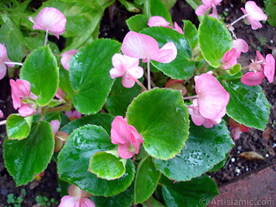 Pembe iekli, yeil yaprakl yalnkat aan Begonya iei resmi. <i>(Ailesi: Begoniaceae, Tr: Begonia Semperflorens)</i> <br>ekim Tarihi: Temmuz 2005, Yer: Trabzon, Fotoraf: islamiSanat.net