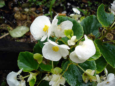 Beyaz iekli, yeil yaprakl yalnkat aan Begonya iei resmi. <i>(Ailesi: Begoniaceae, Tr: Begonia Semperflorens)</i> <br>ekim Tarihi: Temmuz 2005, Yer: Trabzon, Fotoraf: islamiSanat.net