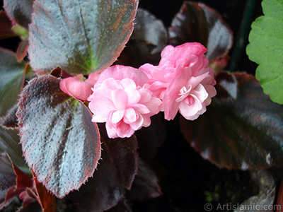 Pembe iekli, kahverengi yaprakl yalnkat aan Begonya iei resmi. <i>(Ailesi: Begoniaceae, Tr: Begonia Semperflorens)</i> <br>ekim Tarihi: Mays 2006, Yer: stanbul-Annemin iekleri, Fotoraf: islamiSanat.net