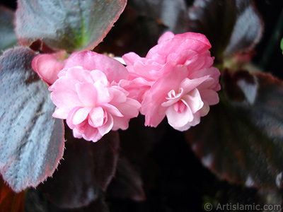 Pembe iekli, kahverengi yaprakl yalnkat aan Begonya iei resmi. <i>(Ailesi: Begoniaceae, Tr: Begonia Semperflorens)</i> <br>ekim Tarihi: Mays 2006, Yer: stanbul-Annemin iekleri, Fotoraf: islamiSanat.net