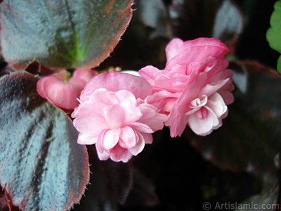 Pembe iekli, kahverengi yaprakl yalnkat aan Begonya iei resmi. <i>(Ailesi: Begoniaceae, Tr: Begonia Semperflorens)</i> <br>ekim Tarihi: Mays 2006, Yer: stanbul-Annemin iekleri, Fotoraf: islamiSanat.net