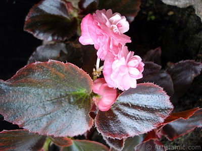 Pembe iekli, kahverengi yaprakl yalnkat aan Begonya iei resmi. <i>(Ailesi: Begoniaceae, Tr: Begonia Semperflorens)</i> <br>ekim Tarihi: Mays 2006, Yer: stanbul-Annemin iekleri, Fotoraf: islamiSanat.net