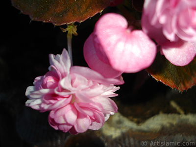 Pembe iekli, kahverengi yaprakl yalnkat aan Begonya iei resmi. <i>(Ailesi: Begoniaceae, Tr: Begonia Semperflorens)</i> <br>ekim Tarihi: Haziran 2006, Yer: stanbul-Annemin iekleri, Fotoraf: islamiSanat.net