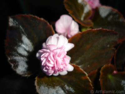 Pembe iekli, kahverengi yaprakl yalnkat aan Begonya iei resmi. <i>(Ailesi: Begoniaceae, Tr: Begonia Semperflorens)</i> <br>ekim Tarihi: Haziran 2006, Yer: stanbul-Annemin iekleri, Fotoraf: islamiSanat.net