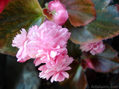 Pembe iekli, kahverengi yaprakl yalnkat aan Begonya iei resmi. <i>(Ailesi: Begoniaceae, Tr: Begonia Semperflorens)</i> <br>ekim Tarihi: Haziran 2006, Yer: stanbul-Annemin iekleri, Fotoraf: islamiSanat.net