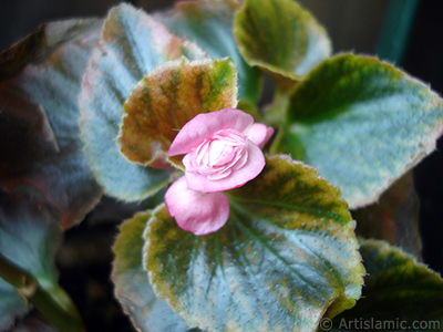 Pembe iekli, yeil yaprakl yalnkat aan Begonya iei resmi. <i>(Ailesi: Begoniaceae, Tr: Begonia Semperflorens)</i> <br>ekim Tarihi: Austos 2006, Yer: stanbul-Annemin iekleri, Fotoraf: islamiSanat.net