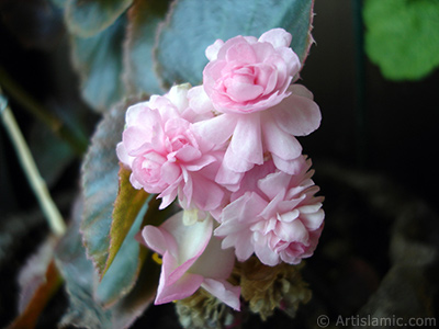 Pembe iekli, yeil yaprakl yalnkat aan Begonya iei resmi. <i>(Ailesi: Begoniaceae, Tr: Begonia Semperflorens)</i> <br>ekim Tarihi: Austos 2006, Yer: stanbul-Annemin iekleri, Fotoraf: islamiSanat.net