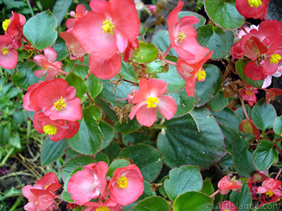 Krmz iekli, yeil yaprakl yalnkat aan Begonya iei resmi. <i>(Ailesi: Begoniaceae, Tr: Begonia Semperflorens)</i> <br>ekim Tarihi: Austos 2008, Yer: Yalova-Termal, Fotoraf: islamiSanat.net