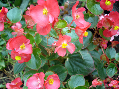 Krmz iekli, yeil yaprakl yalnkat aan Begonya iei resmi. <i>(Ailesi: Begoniaceae, Tr: Begonia Semperflorens)</i> <br>ekim Tarihi: Austos 2008, Yer: Yalova-Termal, Fotoraf: islamiSanat.net