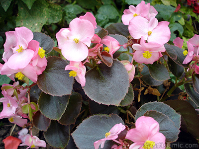 Pembe iekli, kahverengi yaprakl yalnkat aan Begonya iei resmi. <i>(Ailesi: Begoniaceae, Tr: Begonia Semperflorens)</i> <br>ekim Tarihi: Austos 2008, Yer: Yalova-Termal, Fotoraf: islamiSanat.net