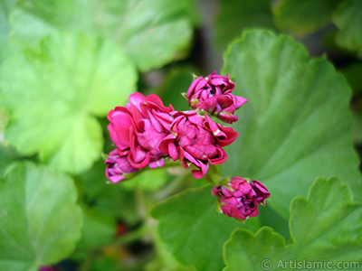 Krmz Katmerli Sardunya iei resmi. <i>(Ailesi: Geraniaceae, Tr: Pelargonium)</i> <br>ekim Tarihi: Mays 2005, Yer: stanbul-Annemin iekleri, Fotoraf: islamiSanat.net