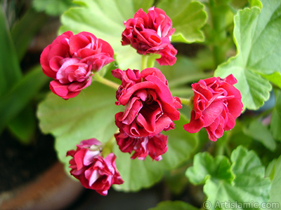 Krmz Katmerli Sardunya iei resmi. <i>(Ailesi: Geraniaceae, Tr: Pelargonium)</i> <br>ekim Tarihi: Mays 2005, Yer: stanbul-Annemin iekleri, Fotoraf: islamiSanat.net