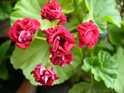 Krmz Katmerli Sardunya iei resmi. <i>(Ailesi: Geraniaceae, Tr: Pelargonium)</i> <br>ekim Tarihi: Mays 2005, Yer: stanbul-Annemin iekleri, Fotoraf: islamiSanat.net