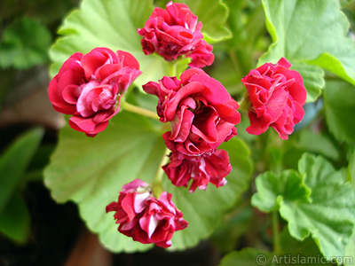 Krmz Katmerli Sardunya iei resmi. <i>(Ailesi: Geraniaceae, Tr: Pelargonium)</i> <br>ekim Tarihi: Mays 2005, Yer: stanbul-Annemin iekleri, Fotoraf: islamiSanat.net